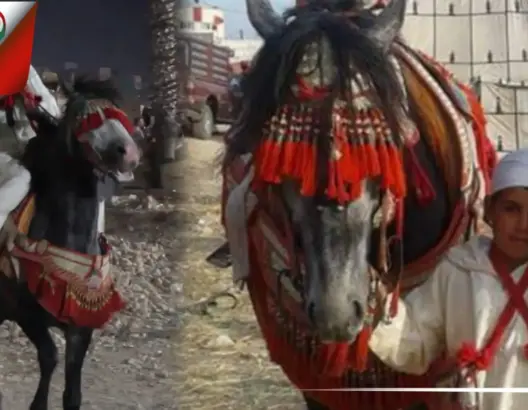 أصغر راكب خيل بالجديدة.. أمين: تربيت وسط الخيول ولا أستطيع العيش بدونها (فيديو)