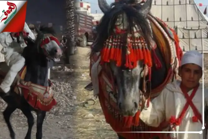 أصغر راكب خيل بالجديدة.. أمين: تربيت وسط الخيول ولا أستطيع العيش بدونها (فيديو)