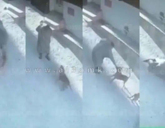 كلبان من فصيلة شرسة ينهشان وجه مسن بطنجة (فيديو)