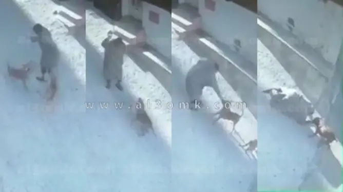 كلبان من فصيلة شرسة ينهشان وجه مسن بطنجة (فيديو)