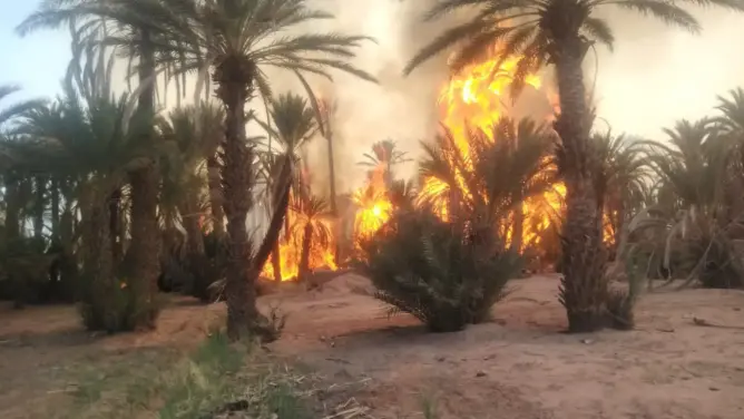 حرائق درعة .. مطالب بإعتماد مقاربة استباقية للحد من الحرائق وتعويض المتضررين