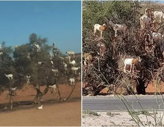 تسلق المعز للأشجار بجانب الطريق.. تعذيب مقصود بغرض جمع دريهمات من السياح