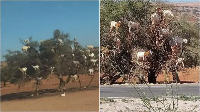 تسلق المعز للأشجار بجانب الطريق.. تعذيب مقصود بغرض جمع دريهمات من السياح