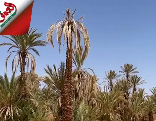 مرض البيوض والجفاف والإهمال يتكالبون على واحات درعة لتصبح عرضة للحرائق والانقراض (فيديو)
