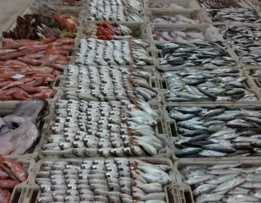 بكلفة 3 ملايير سنتيم.. إطلاق مزاد رقمي لبيع الثروات السمكية بأكادير