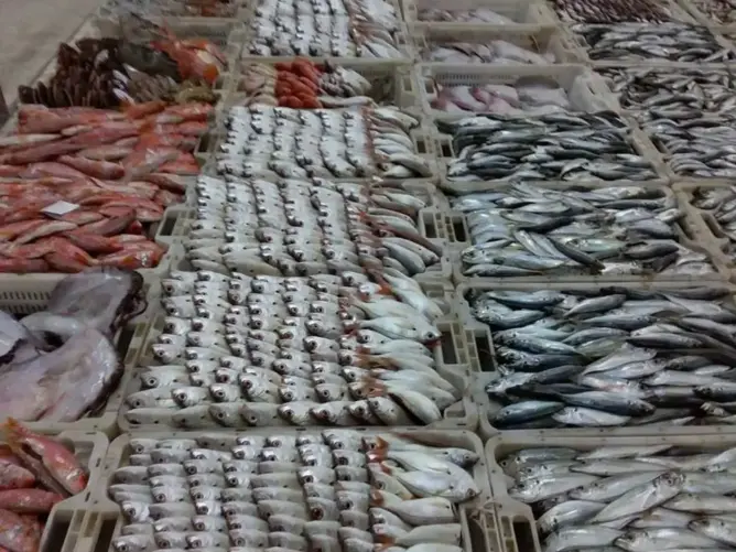 بكلفة 3 ملايير سنتيم.. إطلاق مزاد رقمي لبيع الثروات السمكية بأكادير