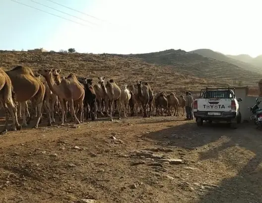 مواجهات عنيفة بين الرحل وسكان “تافراوت المولود”