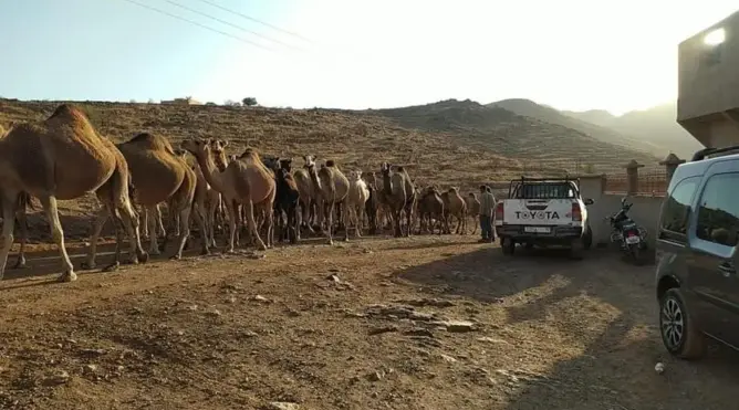 مواجهات عنيفة بين الرحل وسكان “تافراوت المولود”