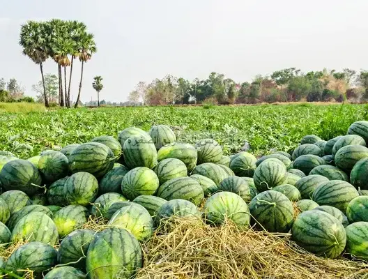 البطيخ الأحمر - الدلاح