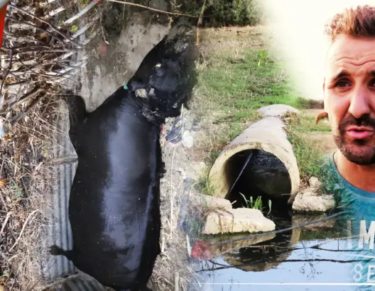 نفوق رؤوس ماشية بسبب مياه عادمة من مطار طنجة