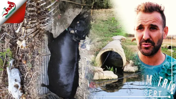 مياه عادمة من مطار طنجة تتسبب في نفوق رؤوس ماشية والسكان يطالبون بفتح تحقيق