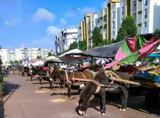 عمدة الدار البيضاء تخاطب “مالين الكرارس” عبر تويتر