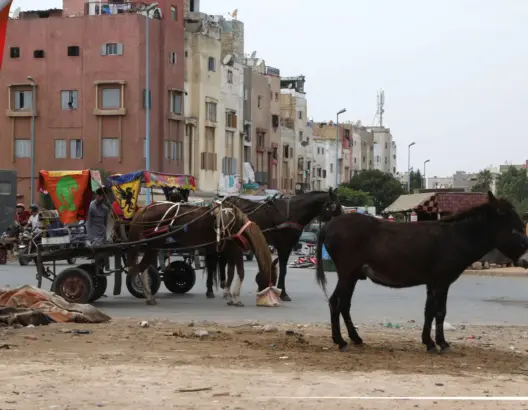 بعد “تويت” العمدة الرميلي.. “مالين الكرارس” بالبيضاء يطالبون بالبديل (فيديو)