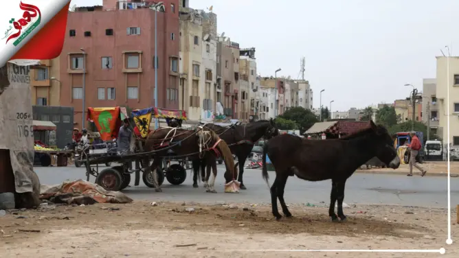بعد “تويت” العمدة الرميلي.. “مالين الكرارس” بالبيضاء يطالبون بالبديل (فيديو)