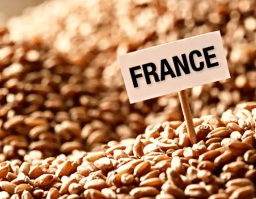 فرنسا تحتفظ بصدارة مُزودي المغرب بالقمح اللين خلال أزمة 2022