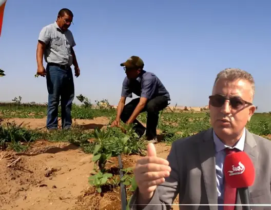 باستعمال مواد فريدة.. الزراعة البيولوجية وسيلة ناجعة لتطوير الإنتاج الفلاحي بالمغرب (فيديو)