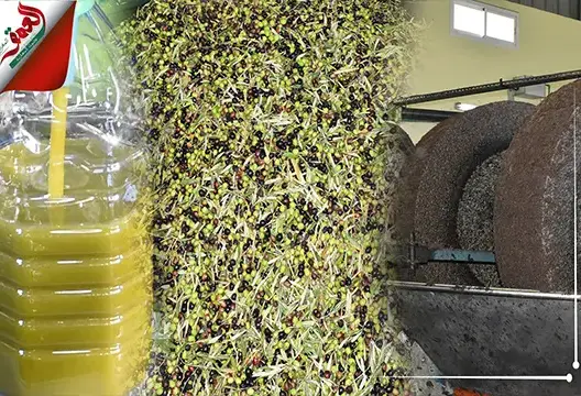 تجاوز ثمنها 70 درهما للتر.. زيت الزيتون بالمغرب بين مرارة الغلاء ومعاناة الفلاح (فيديو)