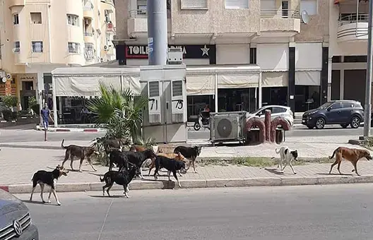 الكلاب الضالة تؤرق ساكنة المرينيين بفاس.. ورئيس المقاطعة يوضح