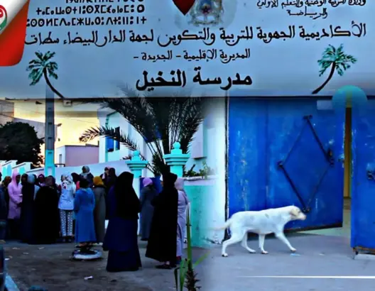 مدرسة عمومية بأزمور تتحول إلى وكر للكلاب الضالة.. وأمهات: ولادنا في خطر (فيديو)