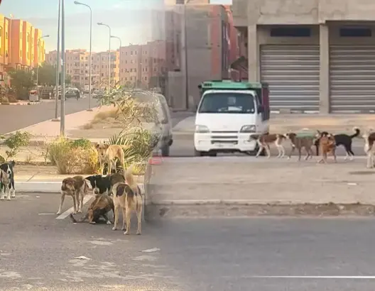 الكلاب الضالة بتامنصورت بمراكش تهدد حياة السكان وتتجول في الشوارع بكل حرية (فيديو)