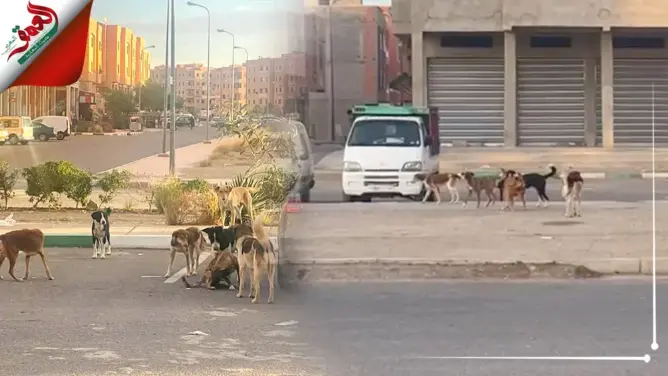 الكلاب الضالة بتامنصورت بمراكش تهدد حياة السكان وتتجول في الشوارع بكل حرية (فيديو)