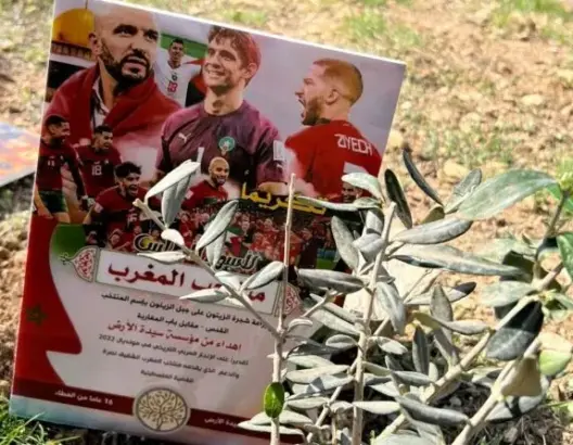 “سيدة الأرض” تغرس شجرتي زيتون بالقدس احتفاء بأسود الأطلس وحارس عرينها بونو
