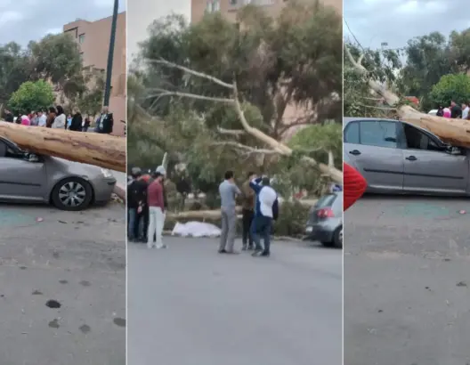 مصرع أربعيني بمراكش سقطت عليه شجرة ضخمة بسبب الرياح 