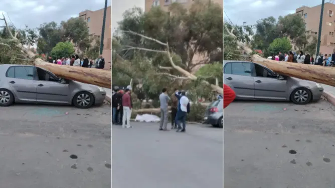مصرع أربعيني بمراكش سقطت عليه شجرة ضخمة بسبب الرياح 