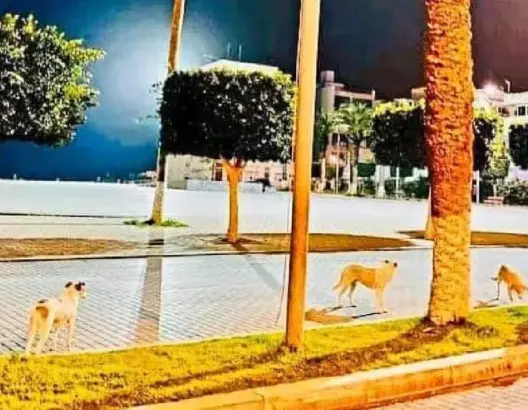 الكلاب الضالة تثير غضب ساكنة الحسيمة وسط صمت الجهات المعنية