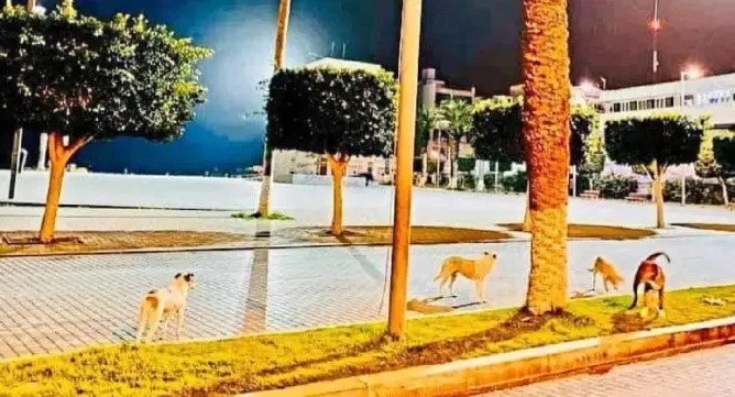 الكلاب الضالة تثير غضب ساكنة الحسيمة وسط صمت الجهات المعنية