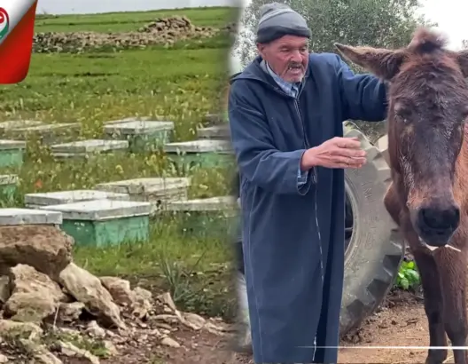 تربية النحل تهدد حياة ساكنة دوار ضواحي الجديدة