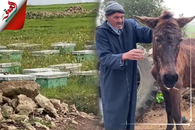 تربية النحل تهدد حياة ساكنة دوار ضواحي الجديدة