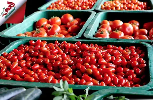 إرتفاع أسعار الخضر .. تاجر يكشف الأسباب
