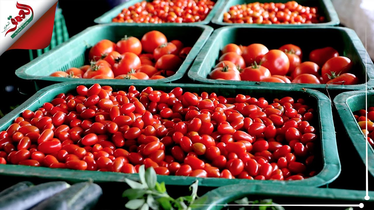 أسعار الطماطم تسجل انخفاضا بسوق الجملة بإنزكان – العمق المغربي