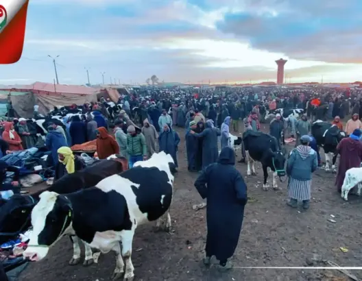 كاميرا “العمق” تنقل أجواء أكبر سوق لبيع الأبقار بدكالة