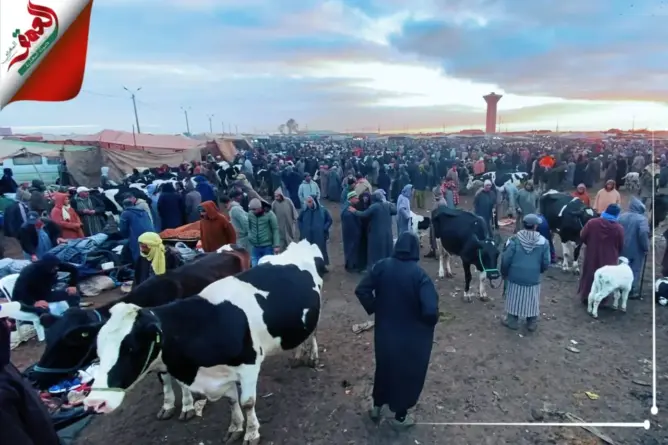كاميرا “العمق” تنقل أجواء أكبر سوق لبيع الأبقار بدكالة