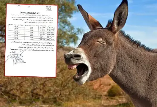 واقعة مثيرة للجدل، أعلنت الجماعة الحضرية لبركان، عن عرضها، يومه الاثنين 13 فبراير الجاري، حميرا للبيع في المزاد العلني