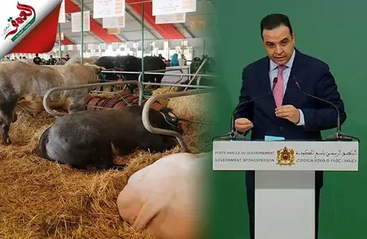 أضاحي العيد وجنون البقر .. موقف الحكومة