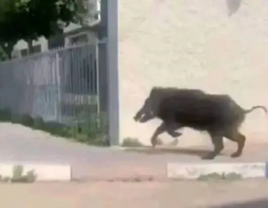 الخنزير البري يتجول وسط العاصمة العلمية ومطالب بتدخل السلطات