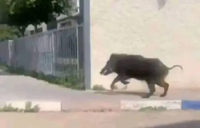 الخنزير البري يتجول وسط العاصمة العلمية ومطالب بتدخل السلطات