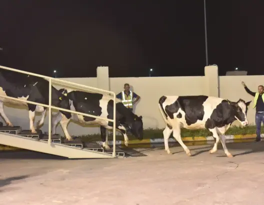 مهنيون ينبهون الحكومة إلى “عراقيل” تحول دون استيراد الرؤوس الكافية من الأبقار والأغنام