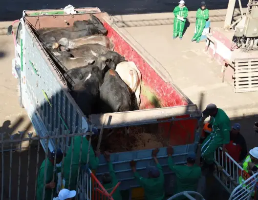رفع الحجز عن شحنة أبقار رغم قرار قضائي يشعل الجدل بميناء الدار البيضاء
