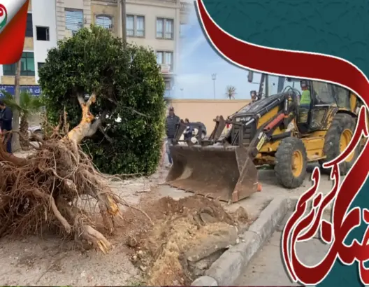 اجتثاث أشجار بشارع في الجديدة يثير غضب مواطنين