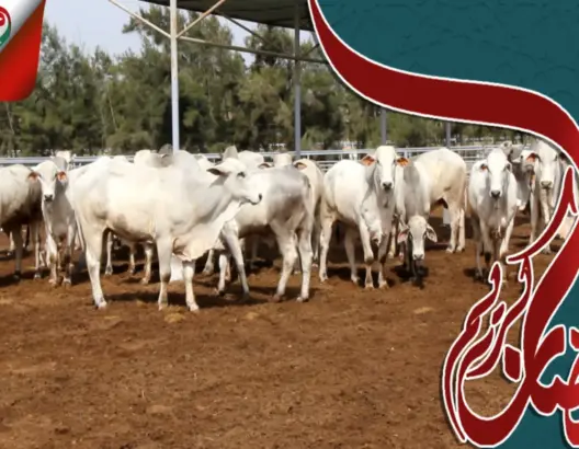 جولة داخل ضيعة خاصة بالأبقار البرازيلية .. ومورّد: سلالة النيلوري أقل كلفة