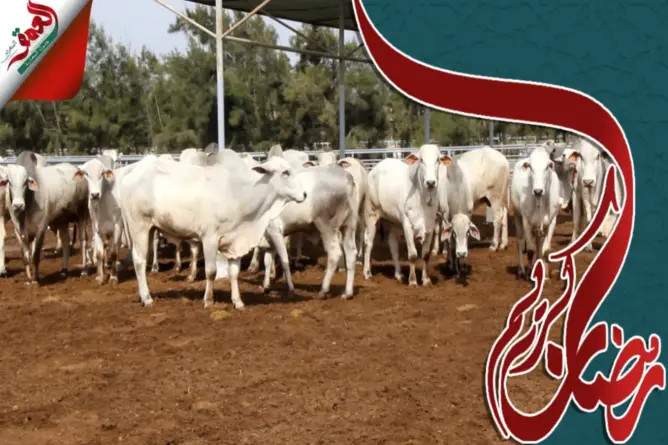 جولة داخل ضيعة خاصة بالأبقار البرازيلية .. ومورّد: سلالة النيلوري أقل كلفة (فيديو)