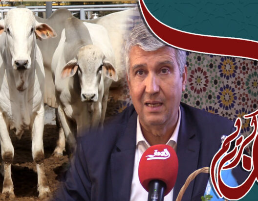وزير الفلاحة: الأبقار البرازيلية من الافضل في العالم وهذه تفاصيل استيرادها