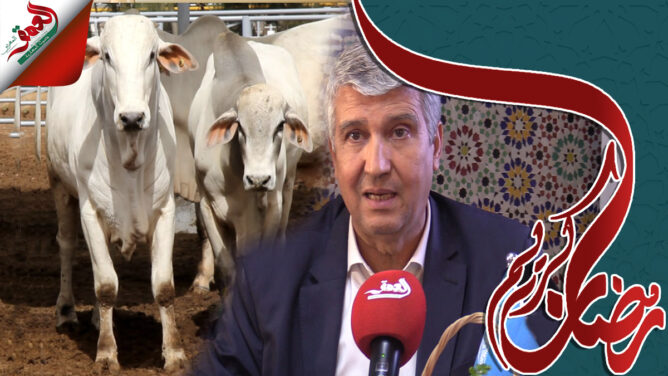 وزير الفلاحة: الأبقار البرازيلية من الافضل في العالم وهذه تفاصيل استيرادها