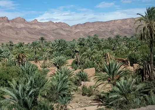 الجفاف يخيم على واحة درعة ومطالب بإعادة فتح سد المنصور الذهبي في وجه الفلاحين