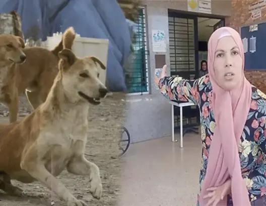 شهدت مدينة بركان ليلة أمس السبت 15 أبريل، اعتداءات متفرقة لكلاب ضالة على مواطنين بأحياء ورطاس وبدوار جابر وسيدي سليمان شراعة،