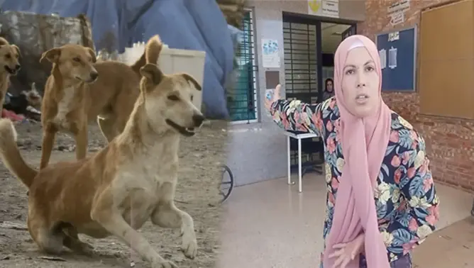 شهدت مدينة بركان ليلة أمس السبت 15 أبريل، اعتداءات متفرقة لكلاب ضالة على مواطنين بأحياء ورطاس وبدوار جابر وسيدي سليمان شراعة،